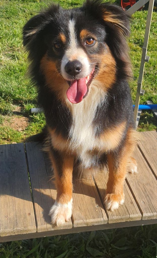 Tempo black of Fantasia Collies