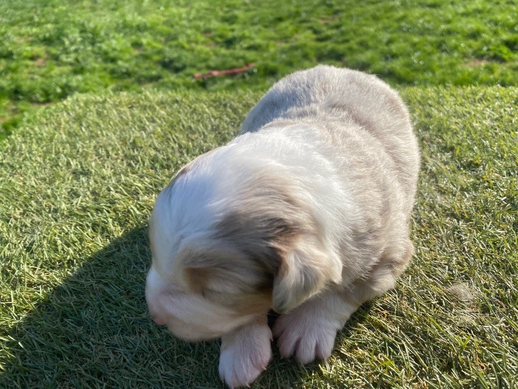 Des Précieuses Fées - Chiots disponibles - Berger Américain Miniature 