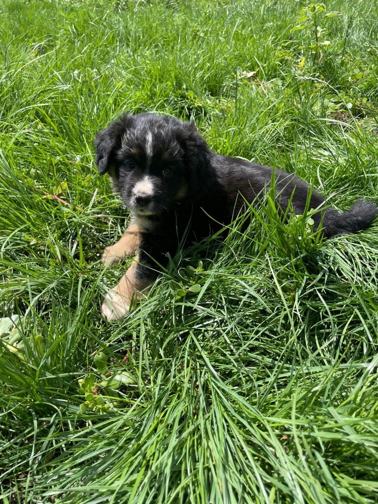 Des Précieuses Fées - Chiots disponibles - Berger Américain Miniature 