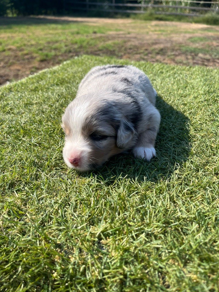 Des Précieuses Fées - Chiots disponibles - Berger Américain Miniature 