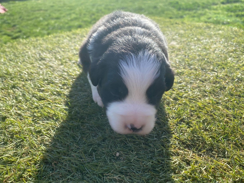 Des Précieuses Fées - Chiots disponibles - Berger Américain Miniature 
