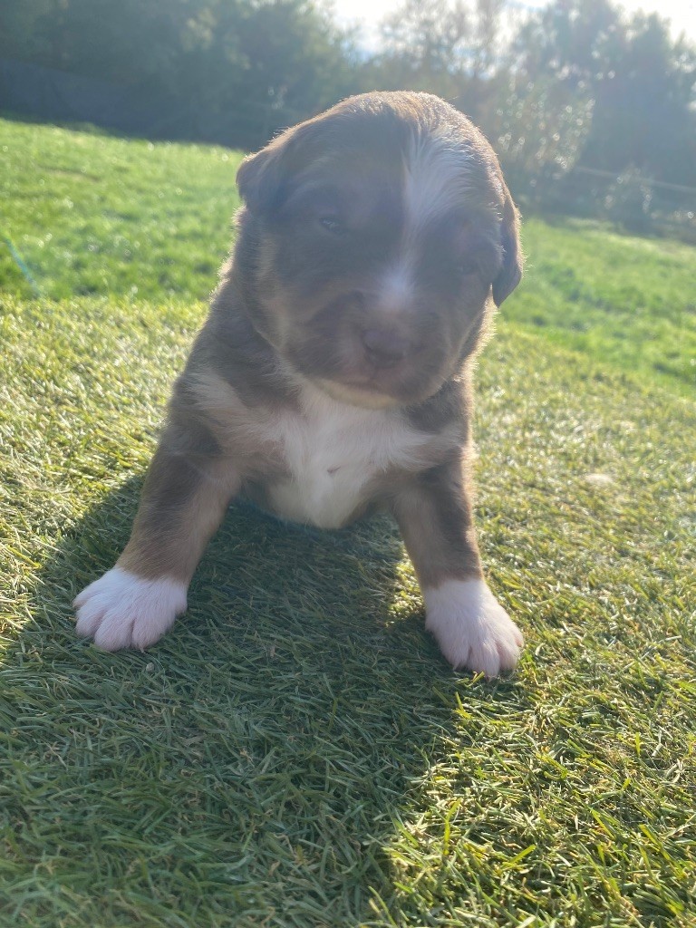 Des Précieuses Fées - Chiots disponibles - Berger Américain Miniature 