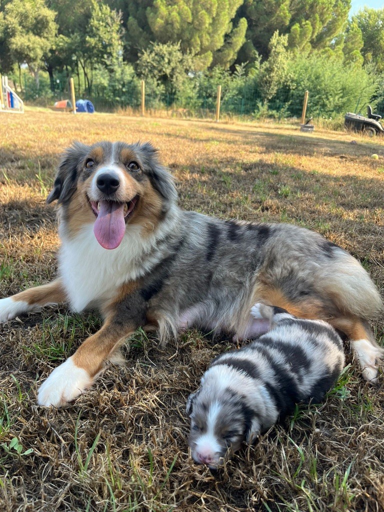 Des Précieuses Fées - Chiots disponibles - Berger Américain Miniature 