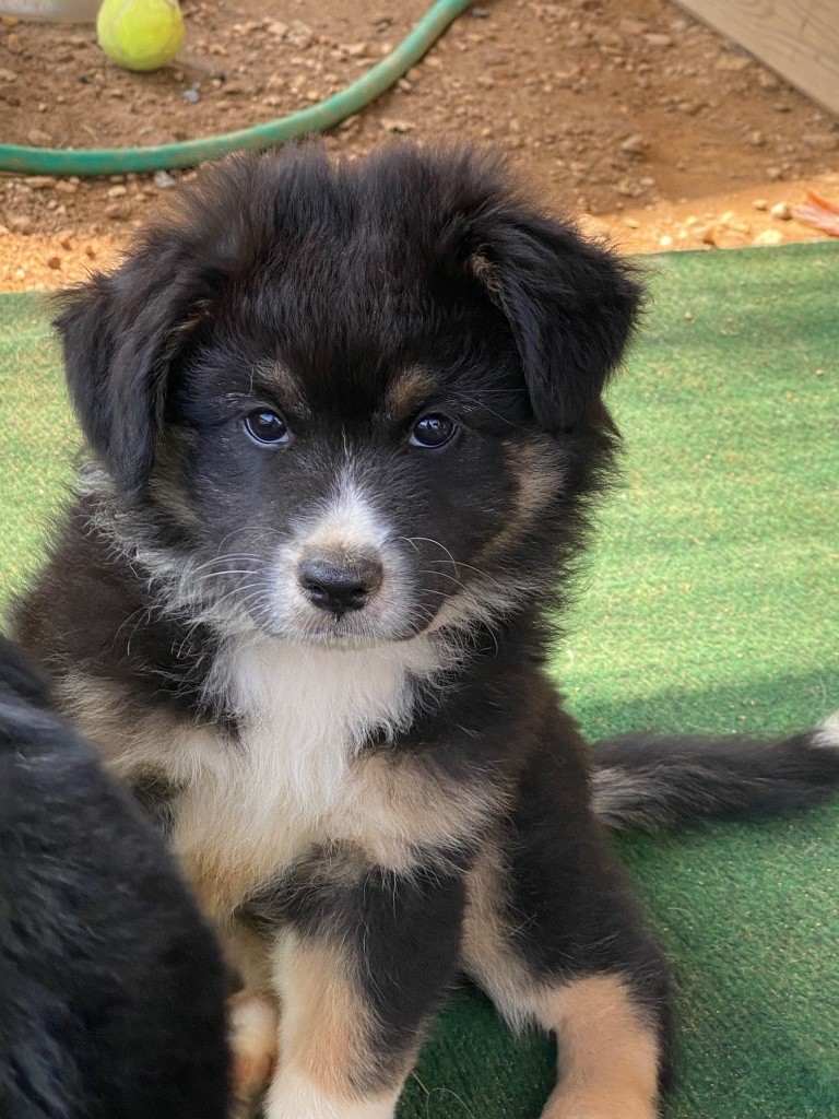 Des Précieuses Fées - Chiots disponibles - Berger Américain Miniature 