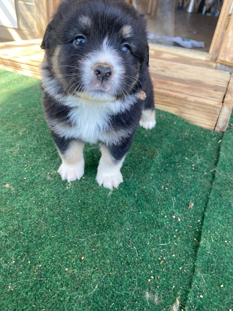 Des Précieuses Fées - Chiots disponibles - Berger Américain Miniature 