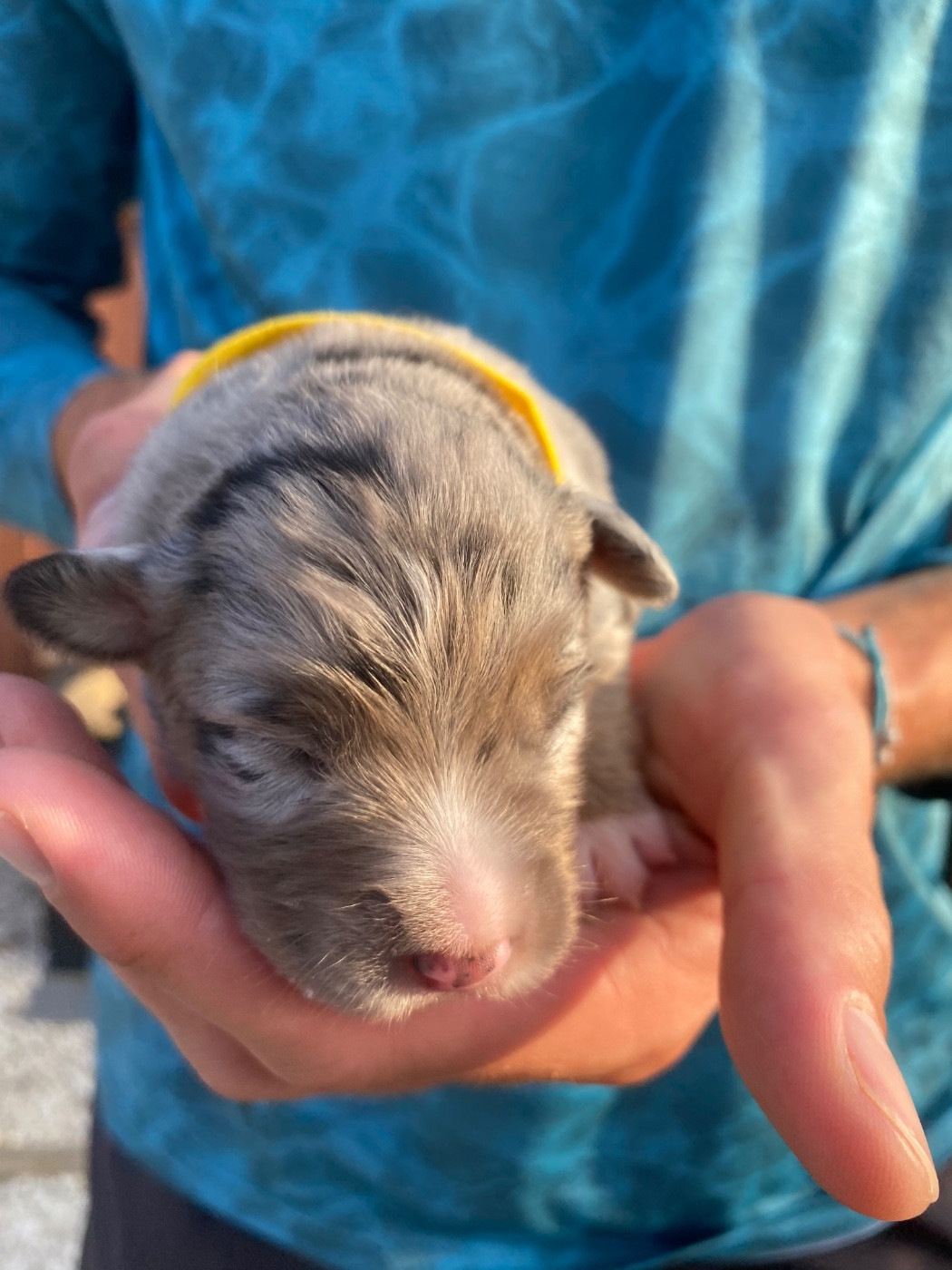 Des Précieuses Fées - Chiots disponibles - Berger Américain Miniature 