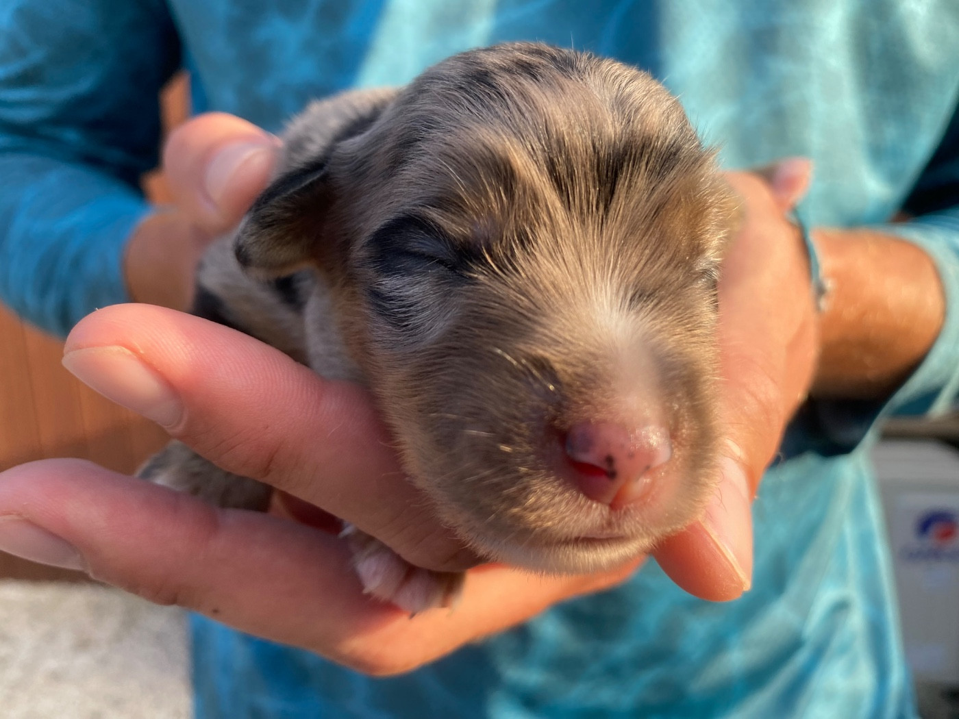 Des Précieuses Fées - Chiots disponibles - Berger Américain Miniature 