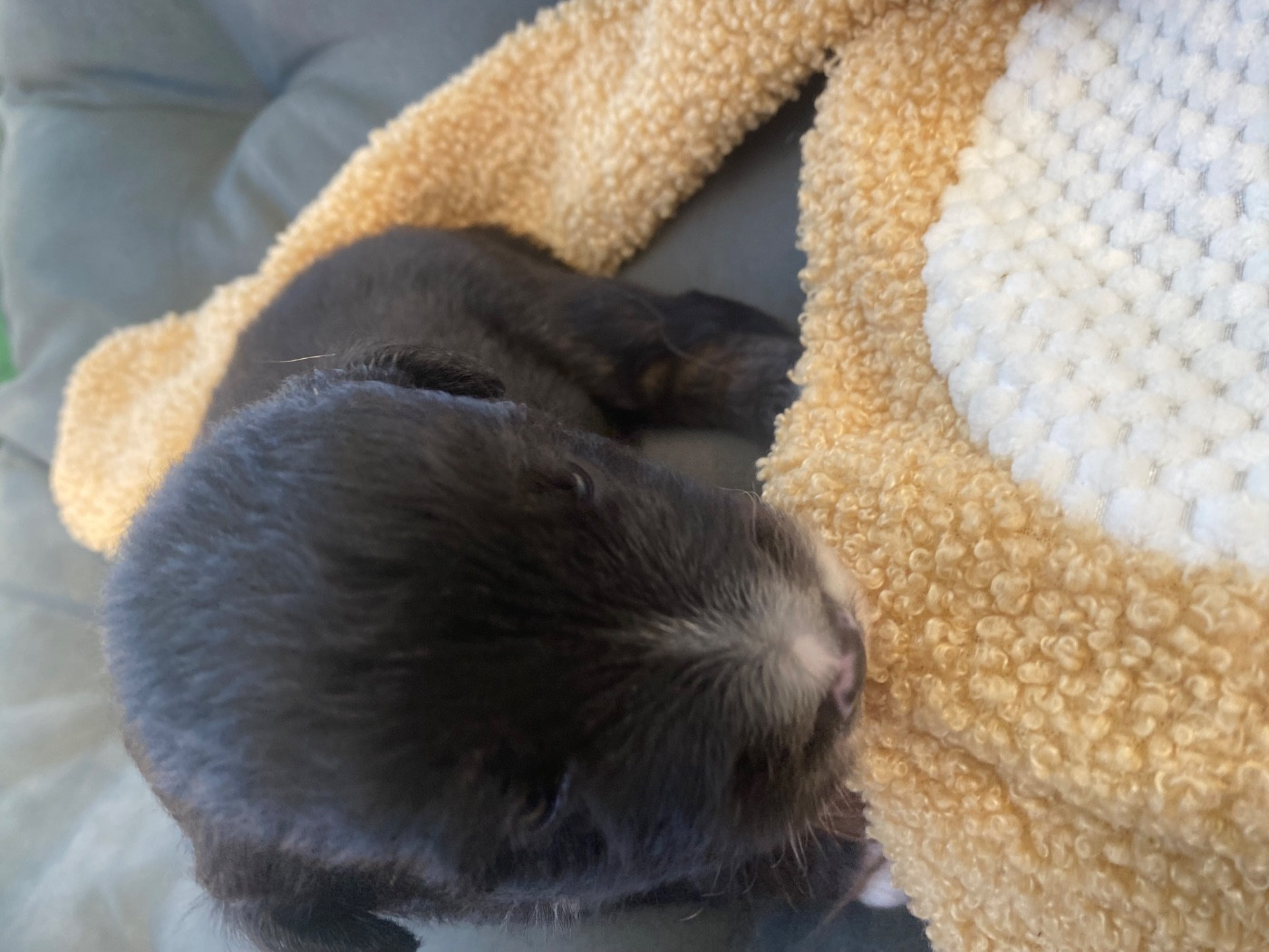 Des Précieuses Fées - Chiots disponibles - Berger Américain Miniature 