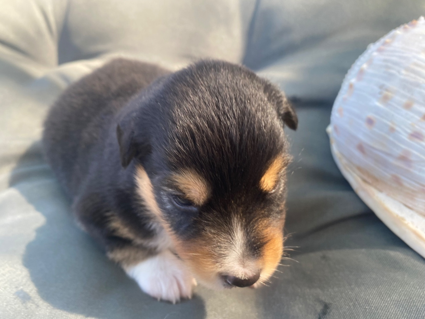 Des Précieuses Fées - Chiots disponibles - Berger Américain Miniature 