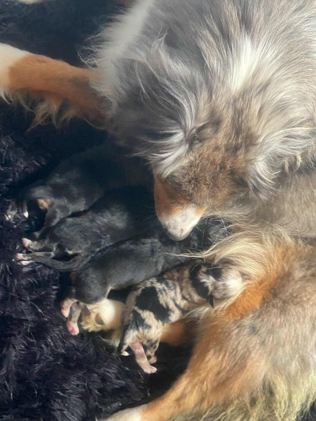 Chiot Berger Américain Miniature  Des Précieuses Fées