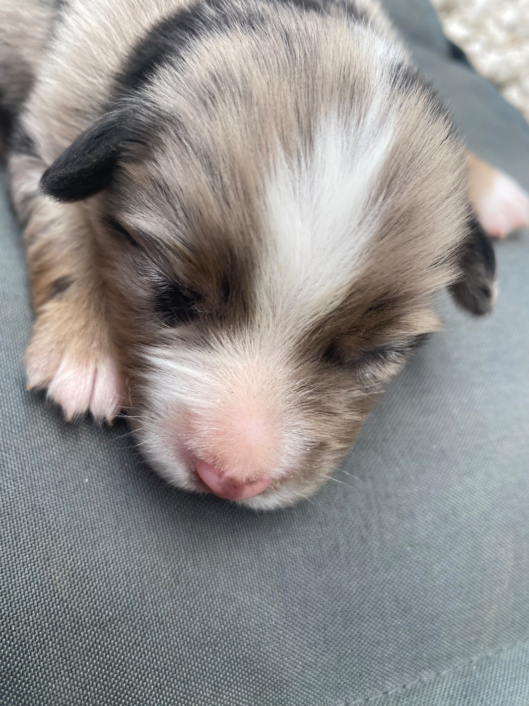 Des Précieuses Fées - Chiots disponibles - Berger Américain Miniature 
