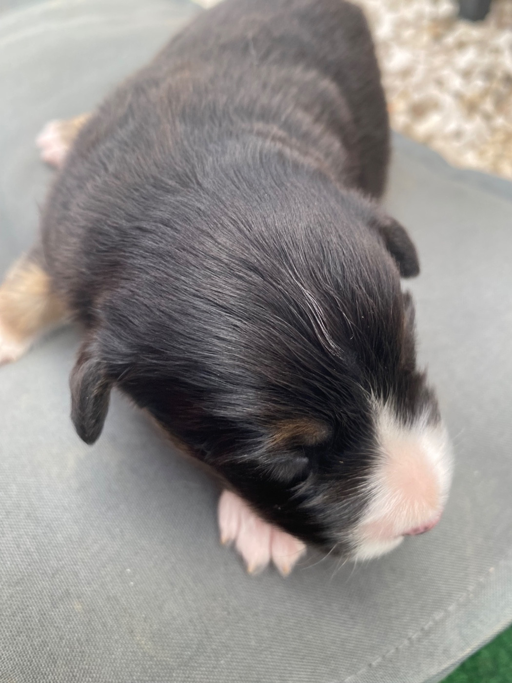Des Précieuses Fées - Chiots disponibles - Berger Américain Miniature 