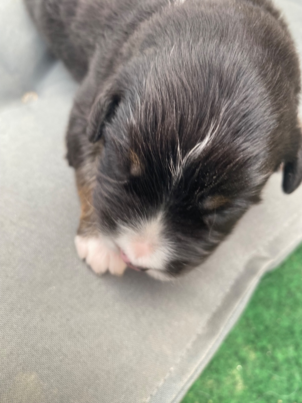 Des Précieuses Fées - Chiots disponibles - Berger Américain Miniature 