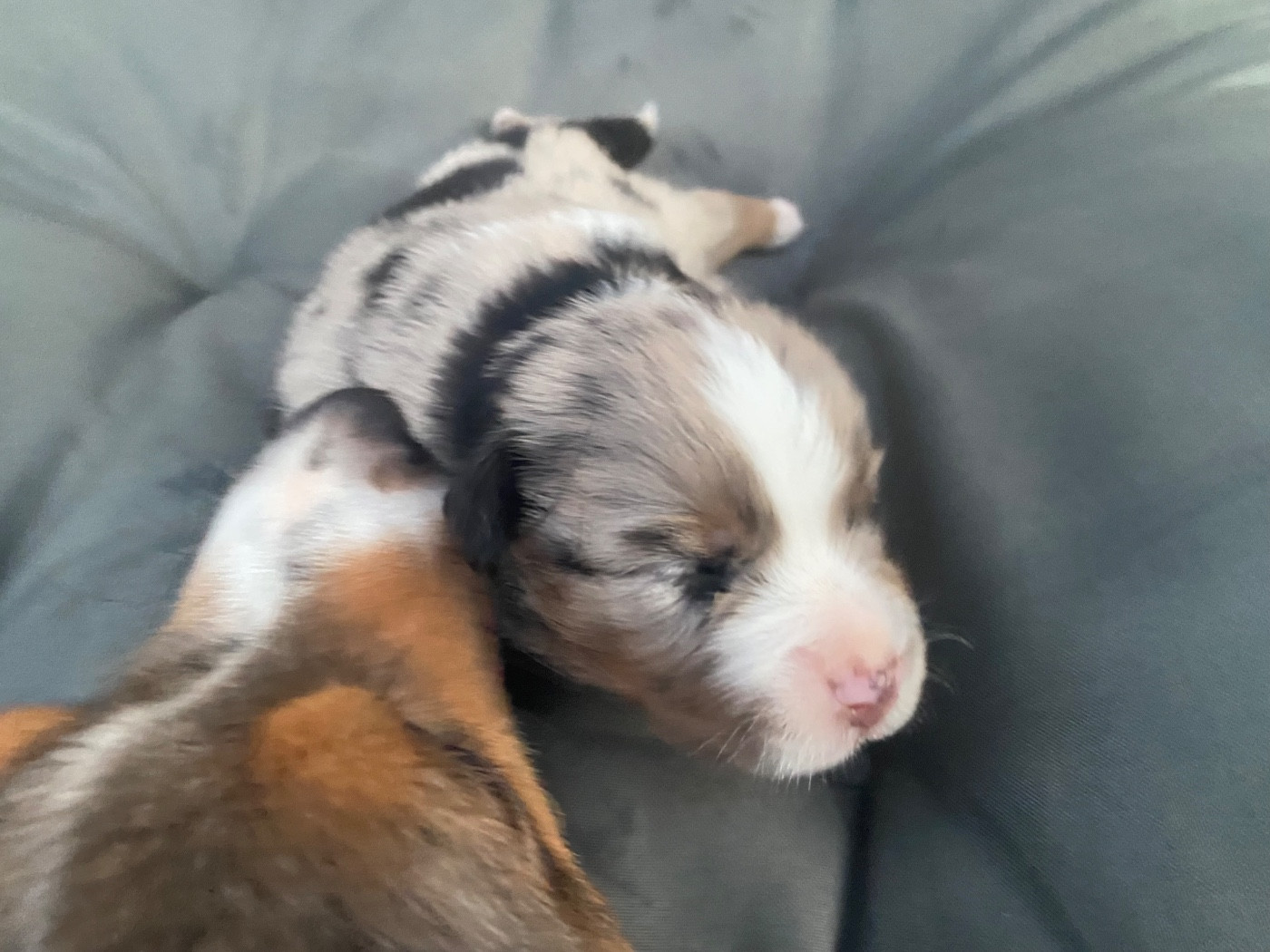 Des Précieuses Fées - Chiots disponibles - Berger Américain Miniature 