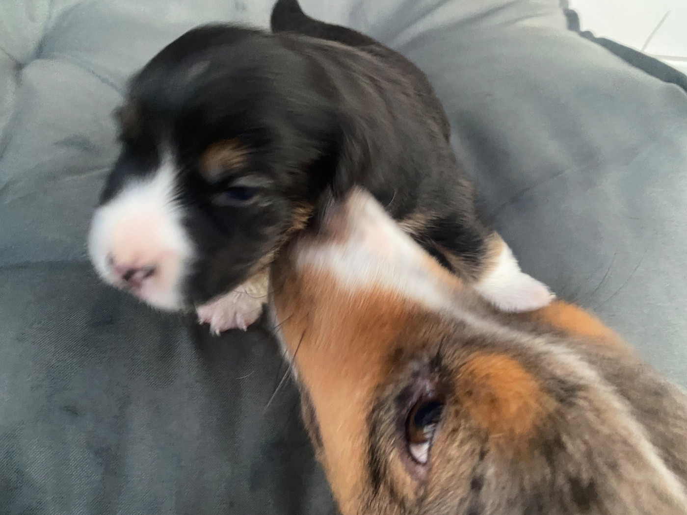 Des Précieuses Fées - Chiots disponibles - Berger Américain Miniature 