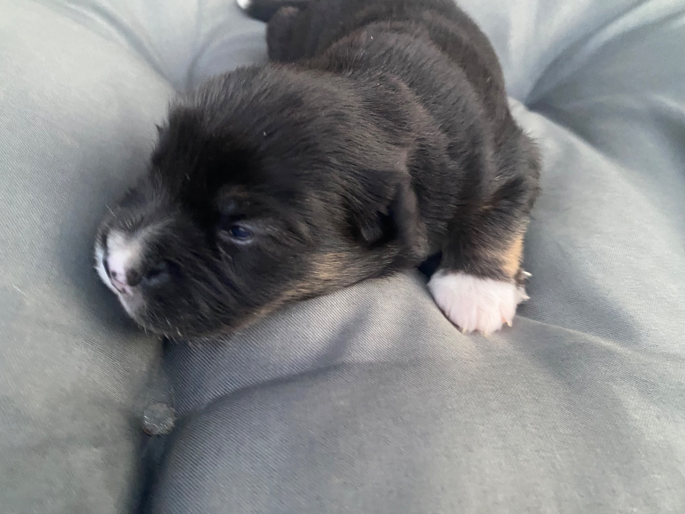 Des Précieuses Fées - Chiots disponibles - Berger Américain Miniature 