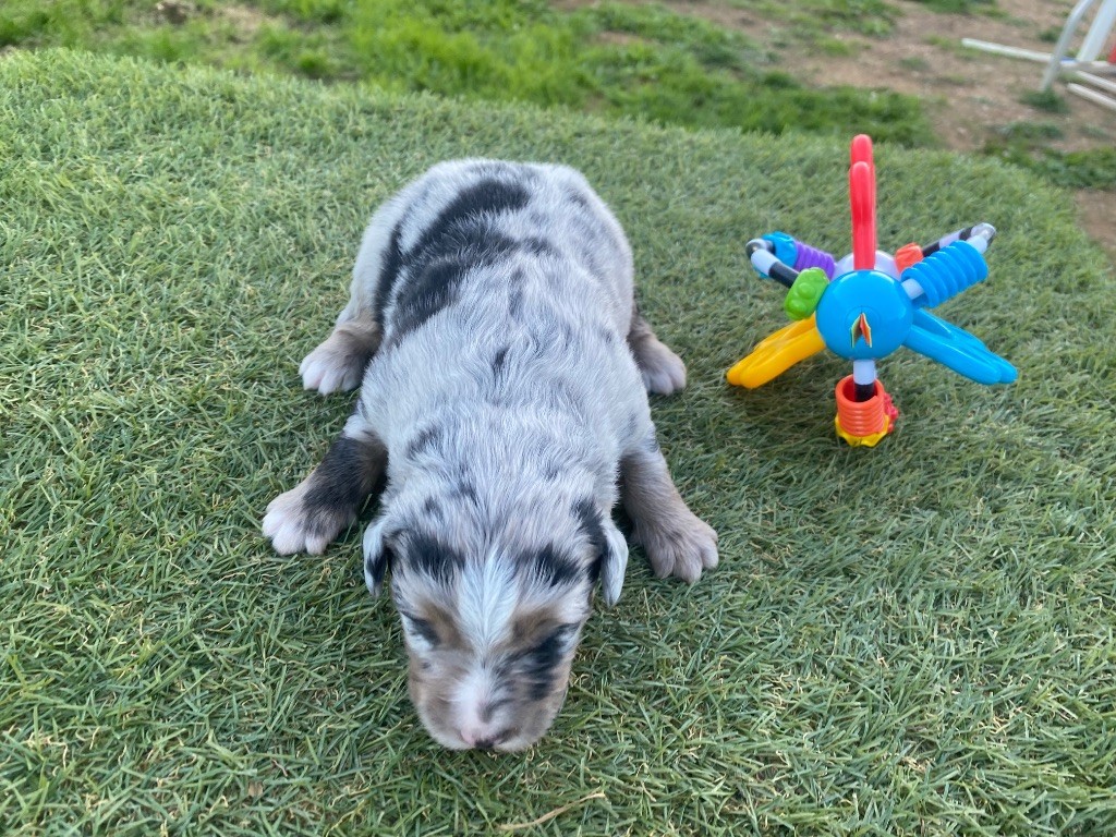 Des Précieuses Fées - Chiots disponibles - Berger Américain Miniature 