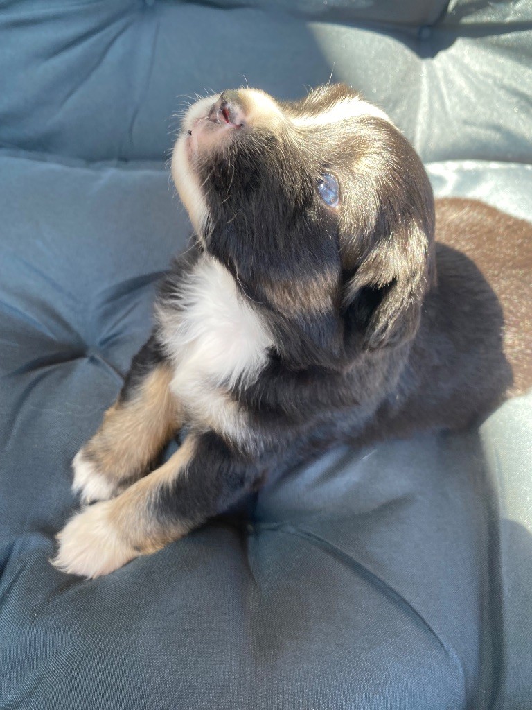 Des Précieuses Fées - Chiots disponibles - Berger Américain Miniature 