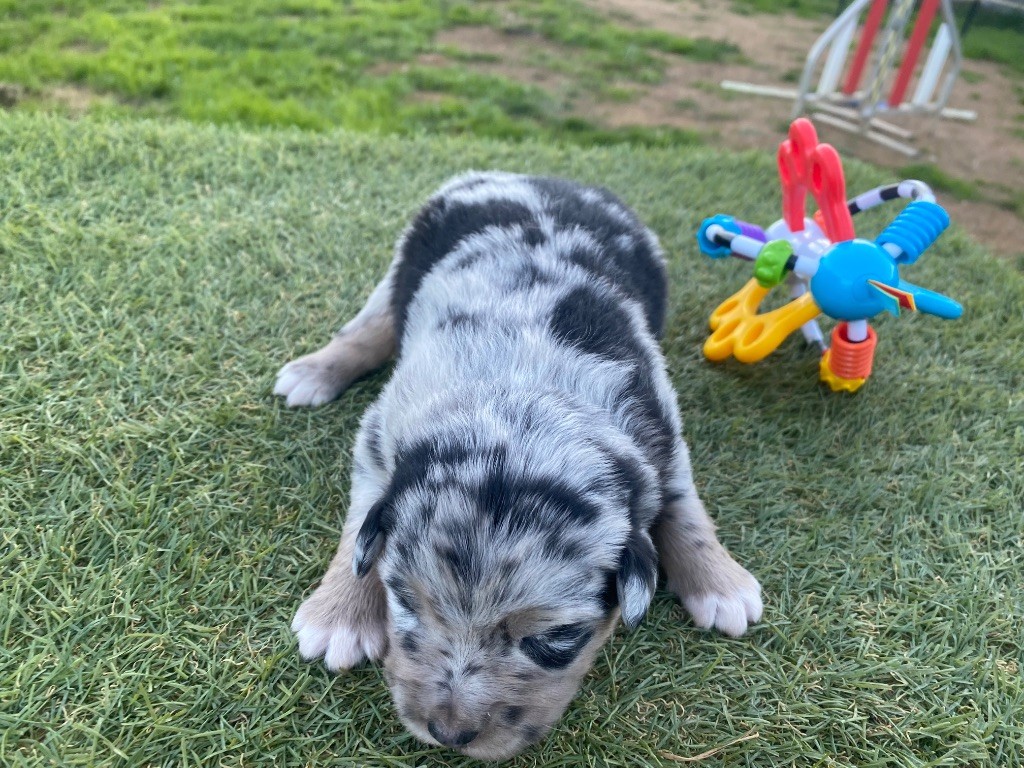 Des Précieuses Fées - Chiots disponibles - Berger Américain Miniature 