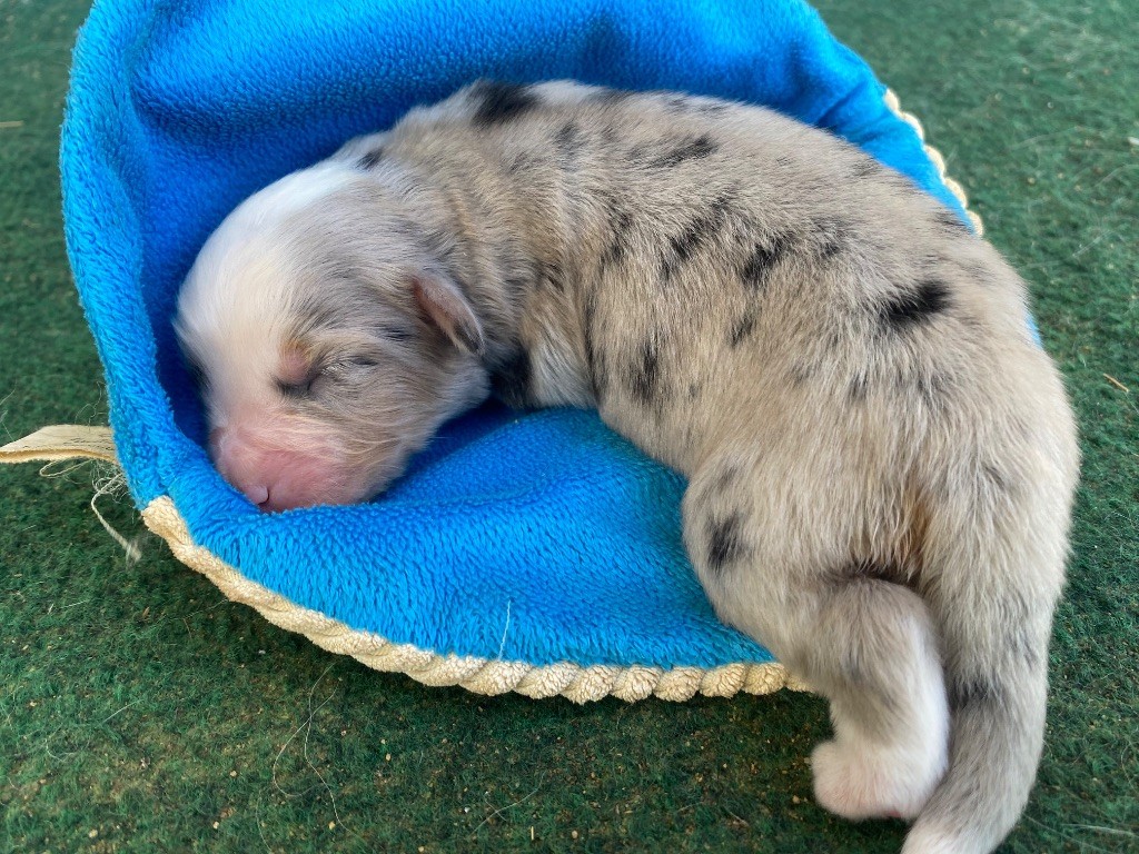 Des Précieuses Fées - Chiots disponibles - Berger Américain Miniature 