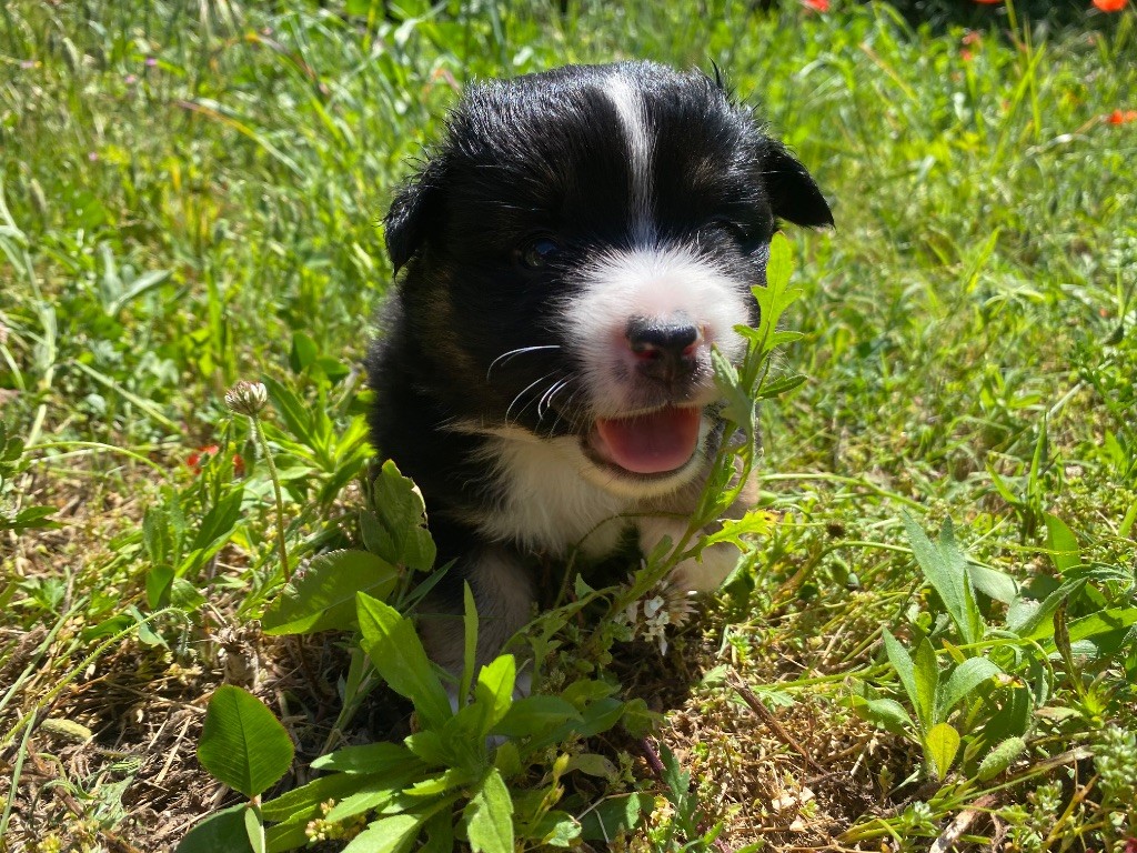 Des Précieuses Fées - Chiots disponibles - Berger Américain Miniature 