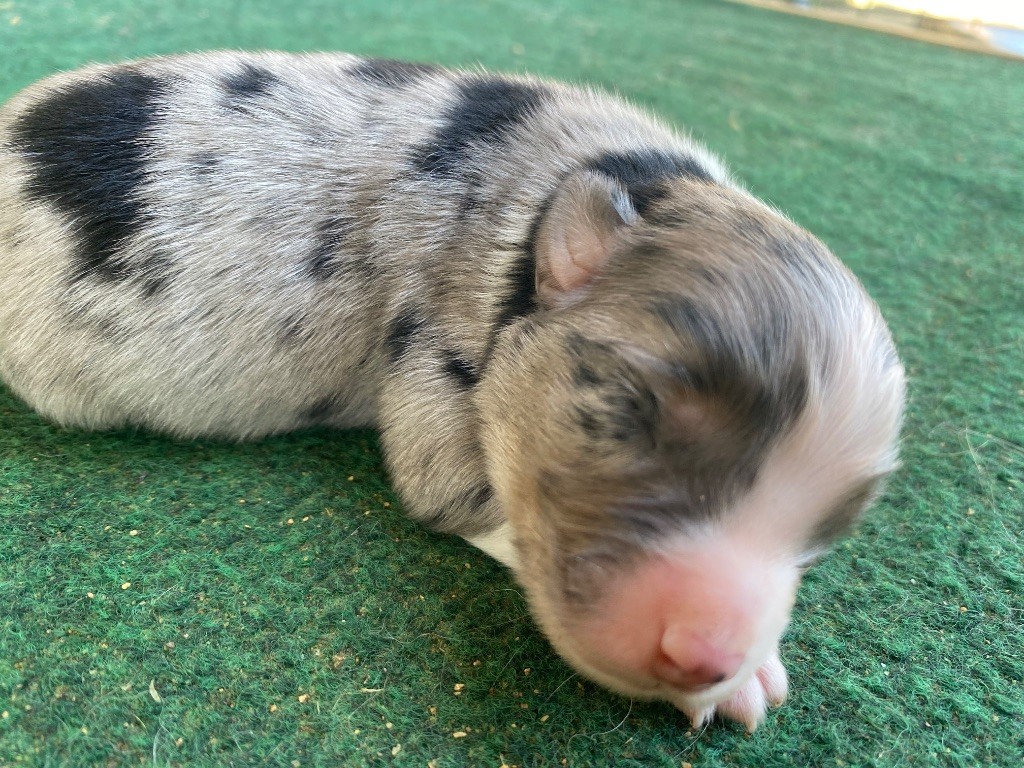Des Précieuses Fées - Chiots disponibles - Berger Américain Miniature 