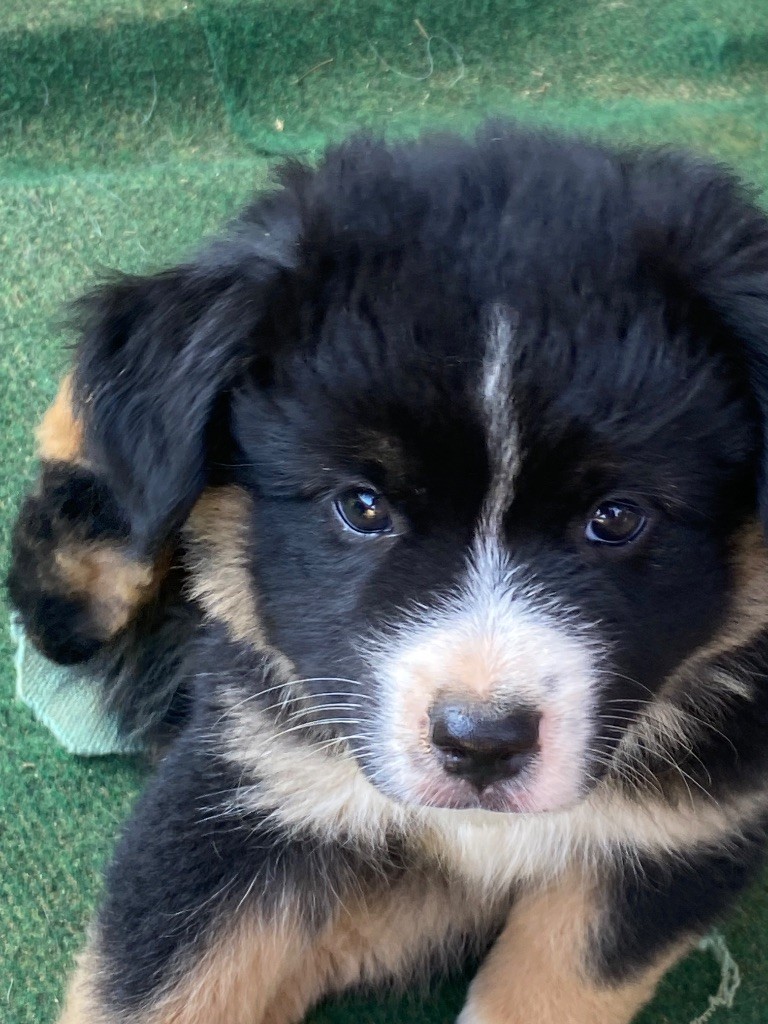 Des Précieuses Fées - Chiots disponibles - Berger Américain Miniature 