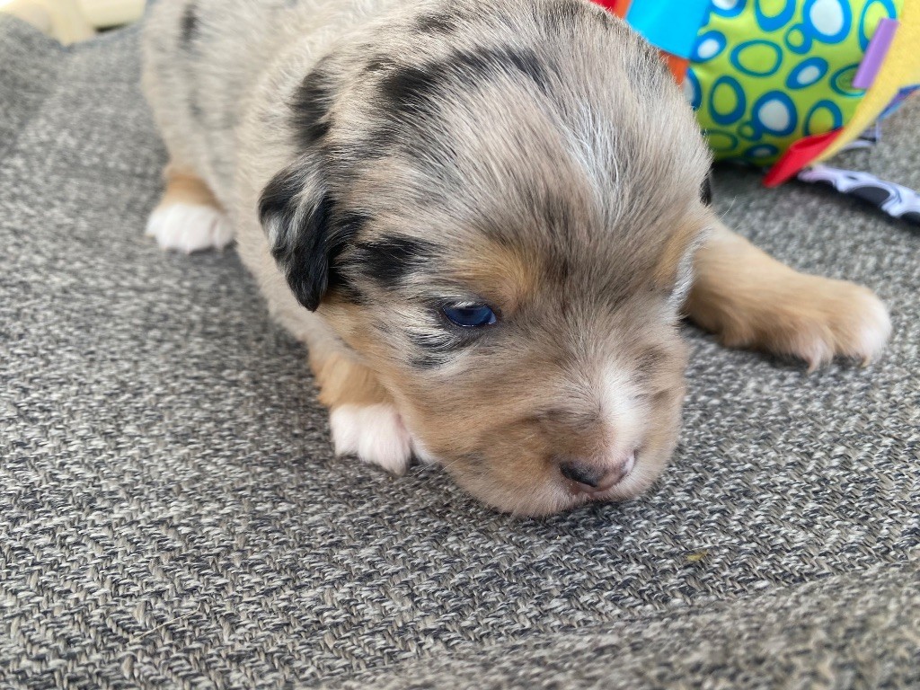 Des Précieuses Fées - Chiots disponibles - Berger Américain Miniature 