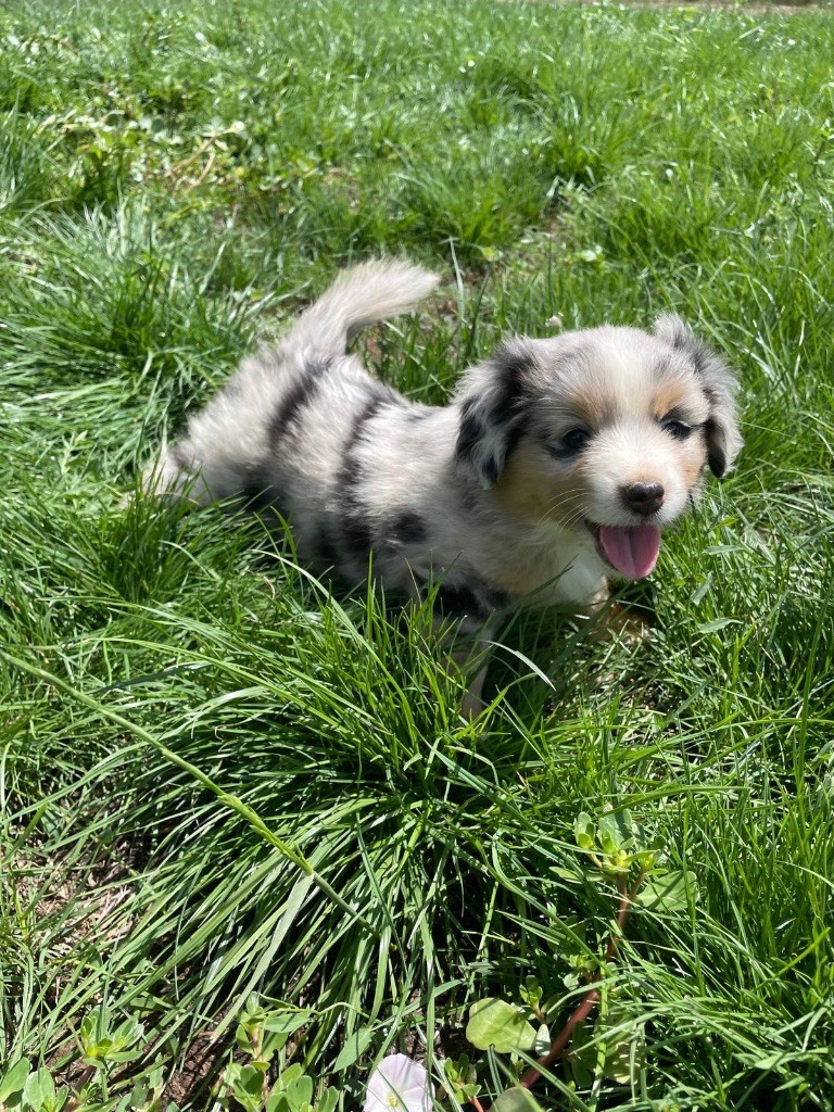 Des Précieuses Fées - Chiots disponibles - Berger Américain Miniature 