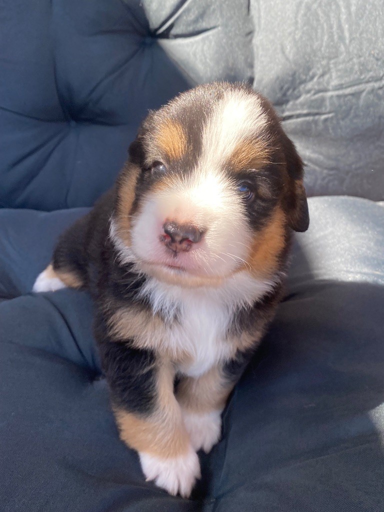 Des Précieuses Fées - Chiots disponibles - Berger Américain Miniature 