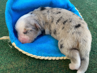 CHIOT 3