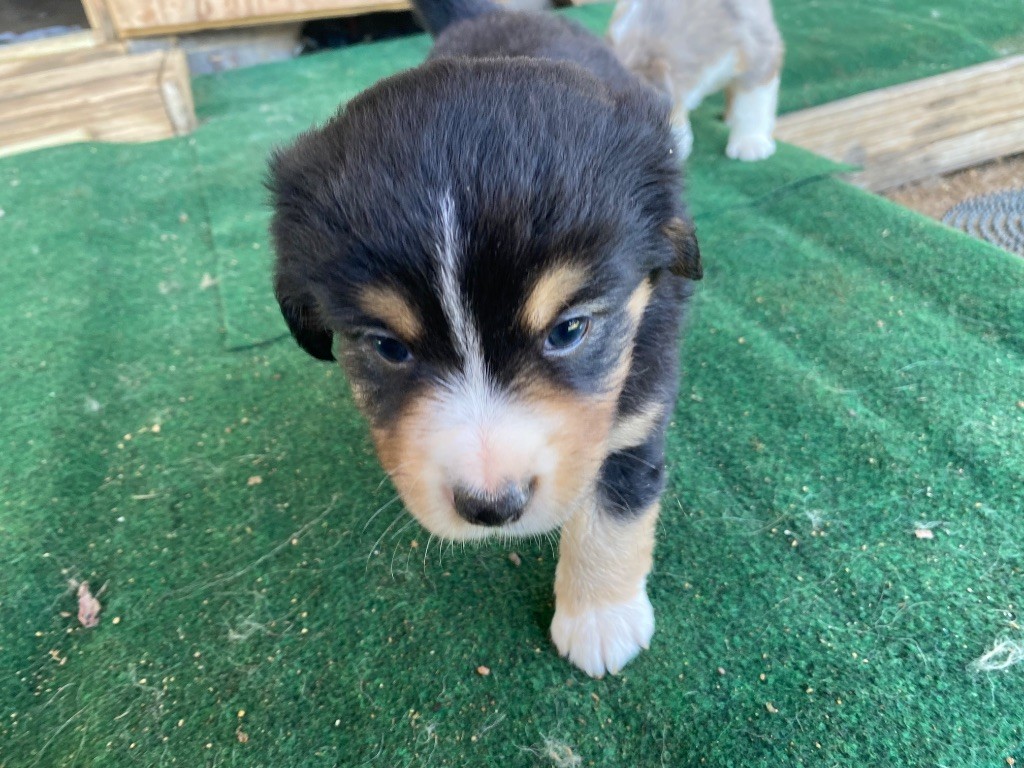 Des Précieuses Fées - Chiots disponibles - Berger Américain Miniature 