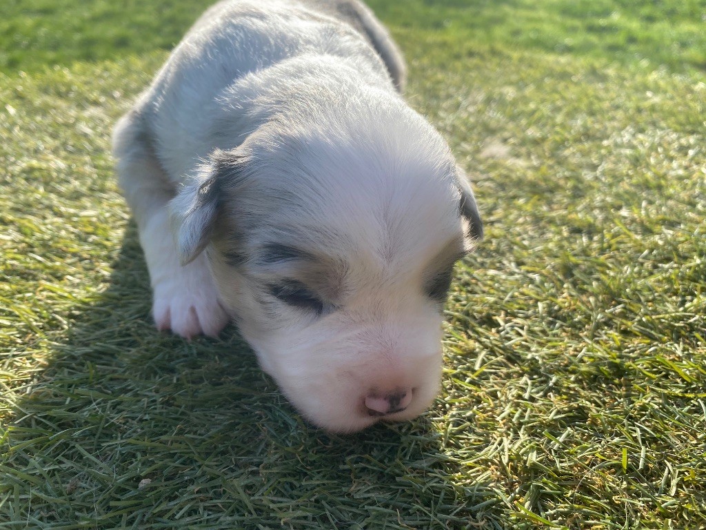 Des Précieuses Fées - Chiots disponibles - Berger Américain Miniature 