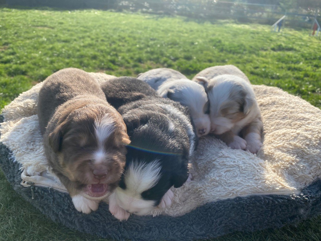 Chiot Berger Américain Miniature  Des Précieuses Fées