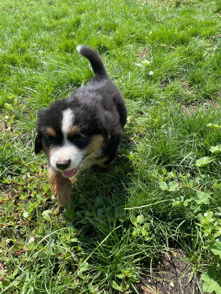 Des Précieuses Fées - Chiots disponibles - Berger Américain Miniature 