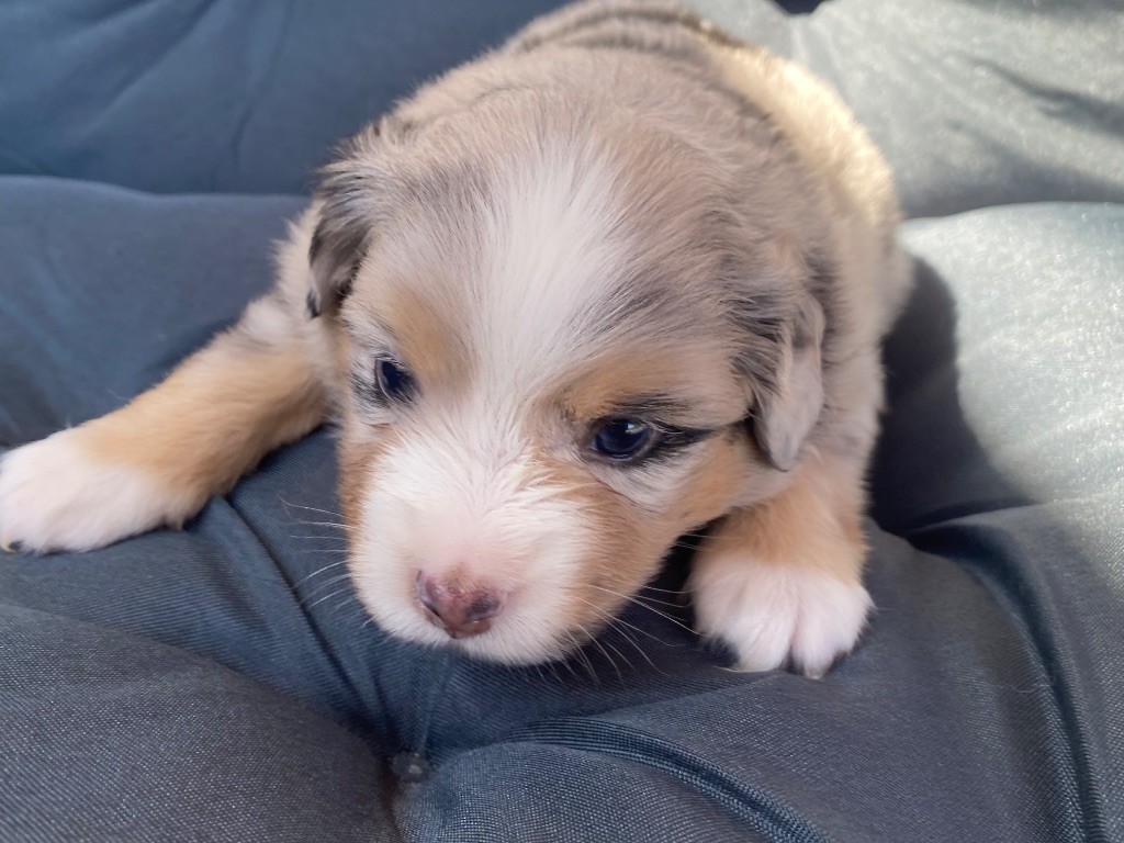 Des Précieuses Fées - Chiots disponibles - Berger Américain Miniature 