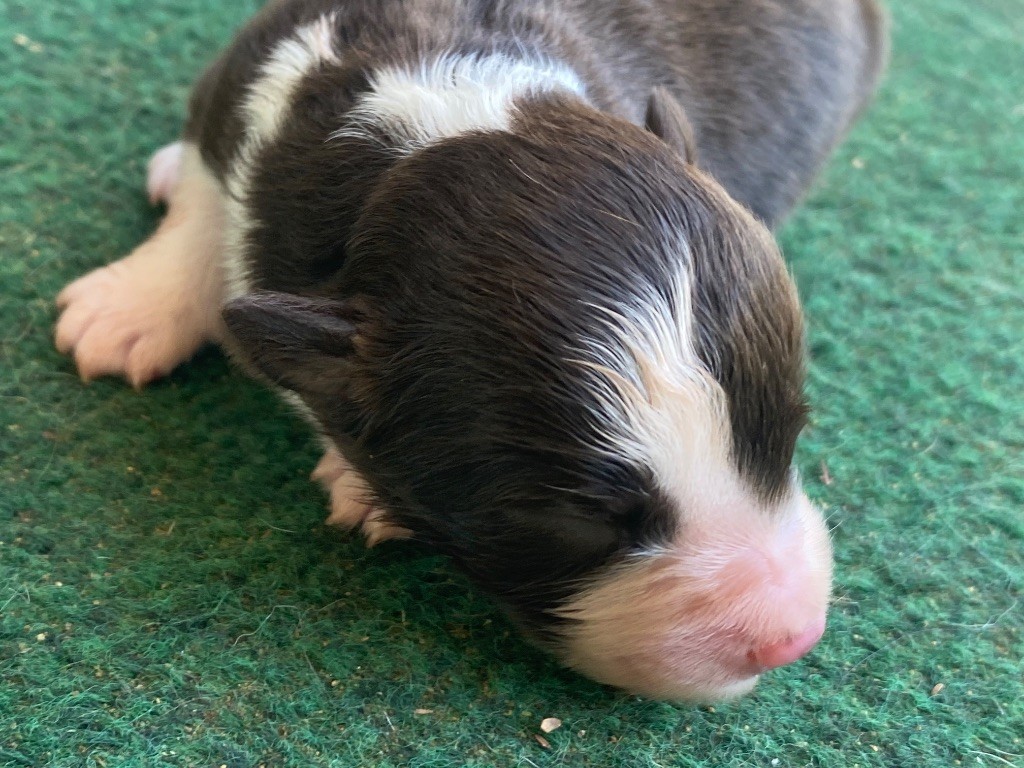 Des Précieuses Fées - Chiots disponibles - Berger Américain Miniature 