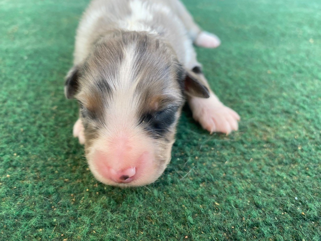 Des Précieuses Fées - Chiots disponibles - Berger Américain Miniature 