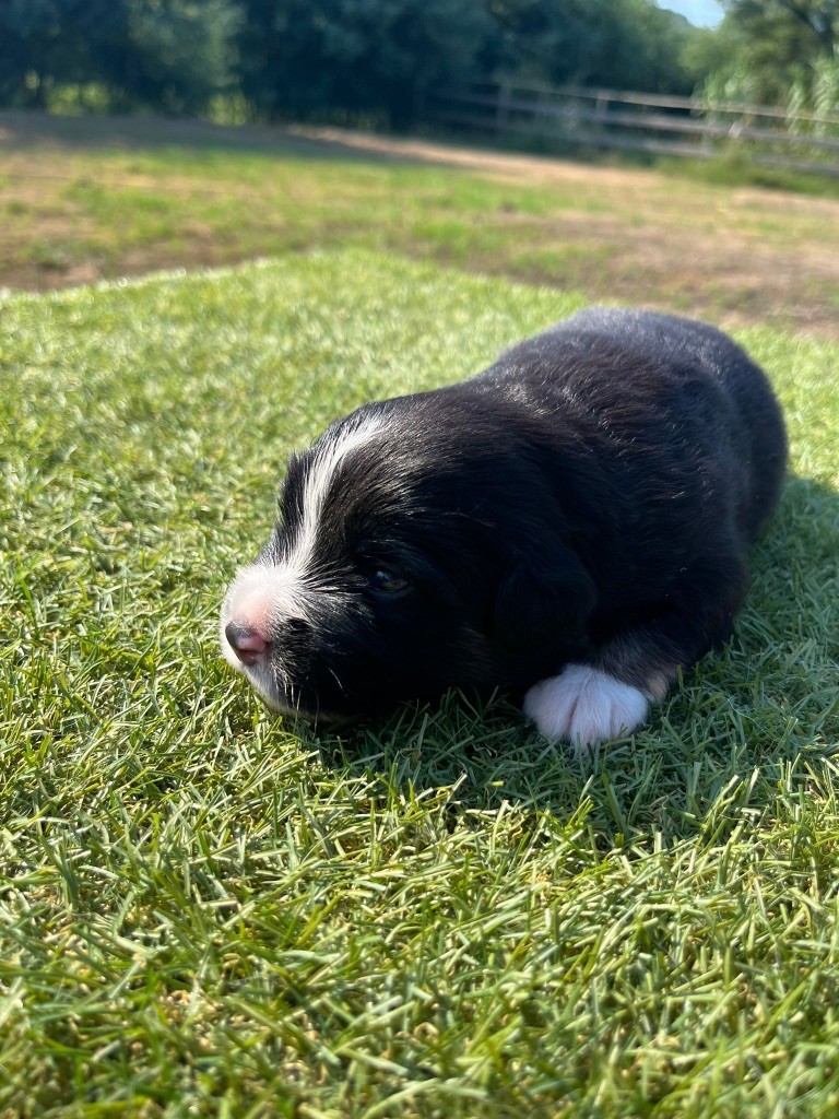Des Précieuses Fées - Chiots disponibles - Berger Américain Miniature 