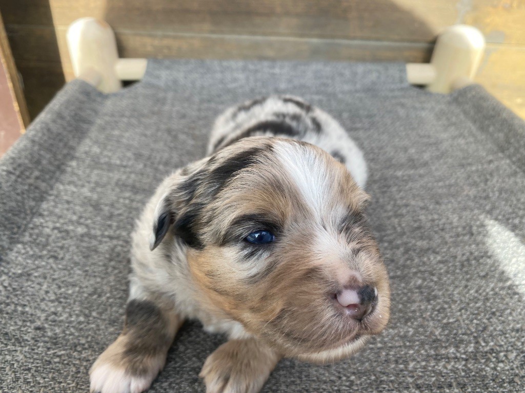 Des Précieuses Fées - Chiots disponibles - Berger Américain Miniature 