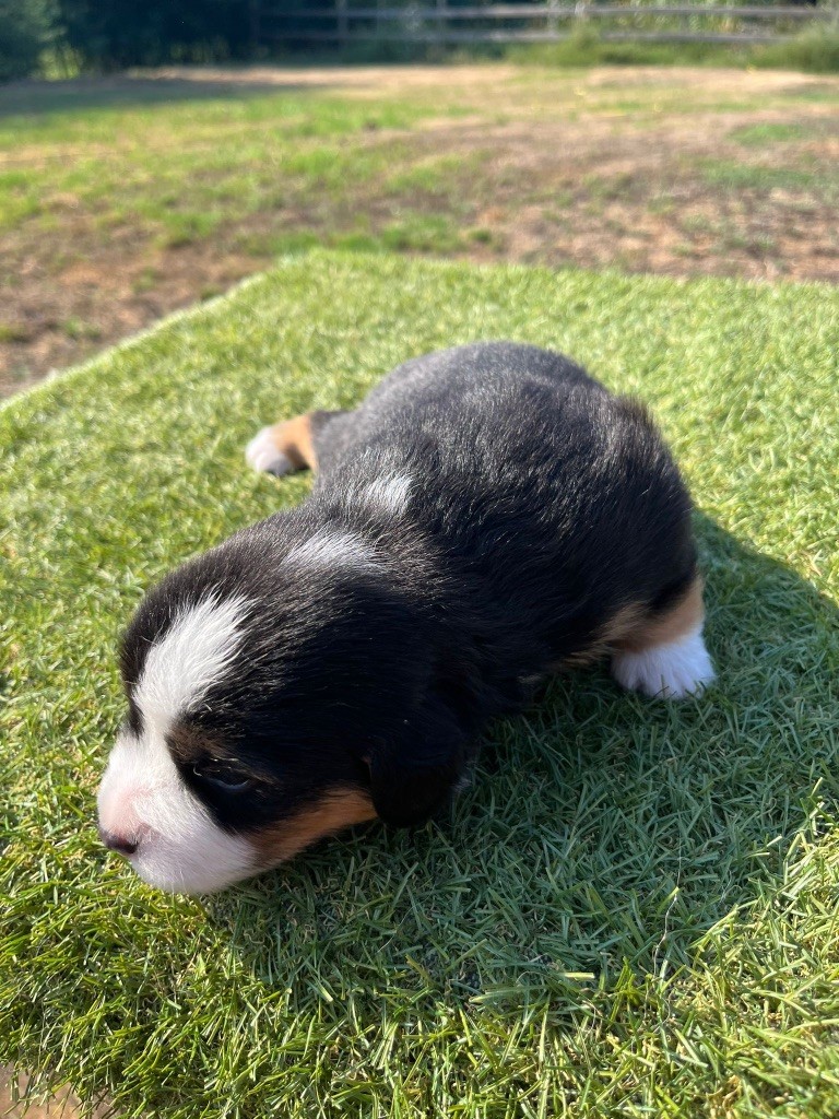 Des Précieuses Fées - Chiots disponibles - Berger Américain Miniature 