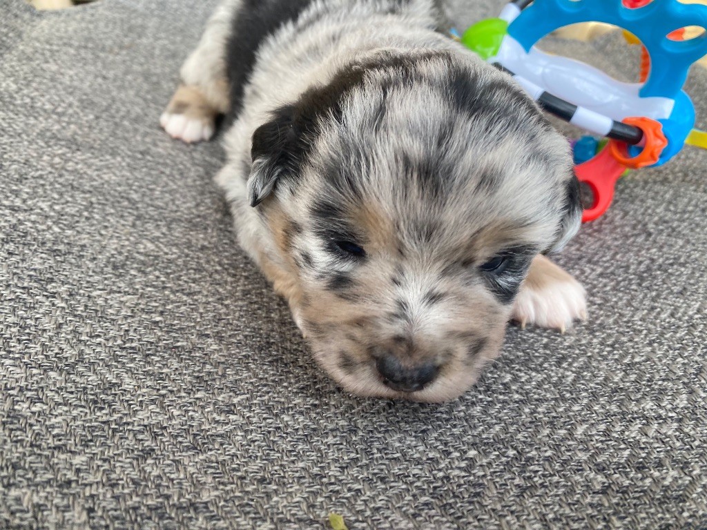 Des Précieuses Fées - Chiots disponibles - Berger Américain Miniature 