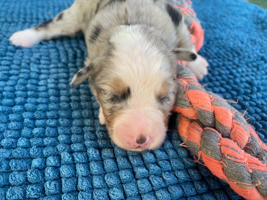 CHIOT 3